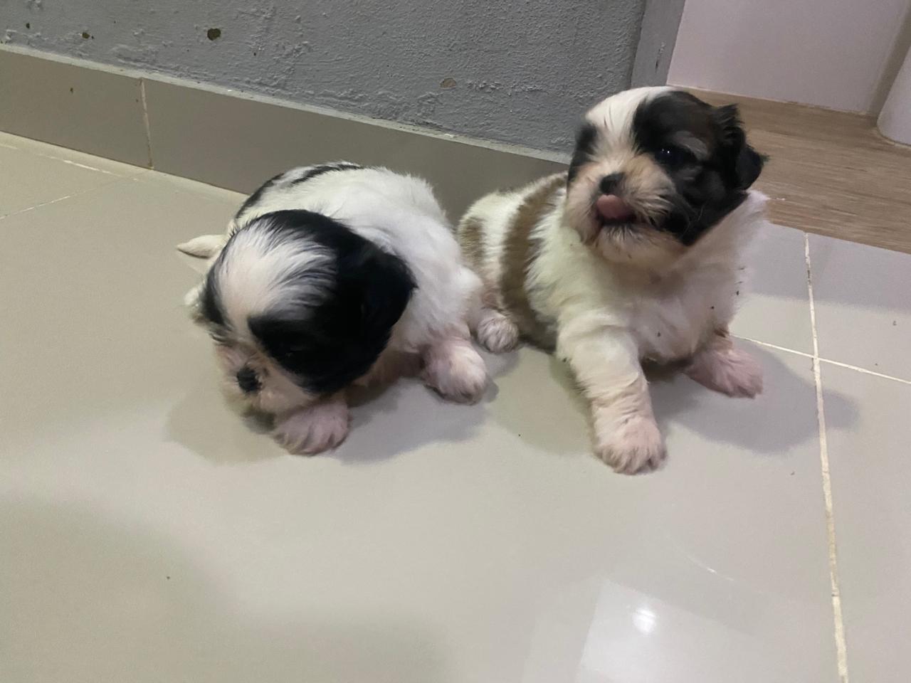 animales y mascotas - Cachorro Shihtzu Hembra hermosura canina 2