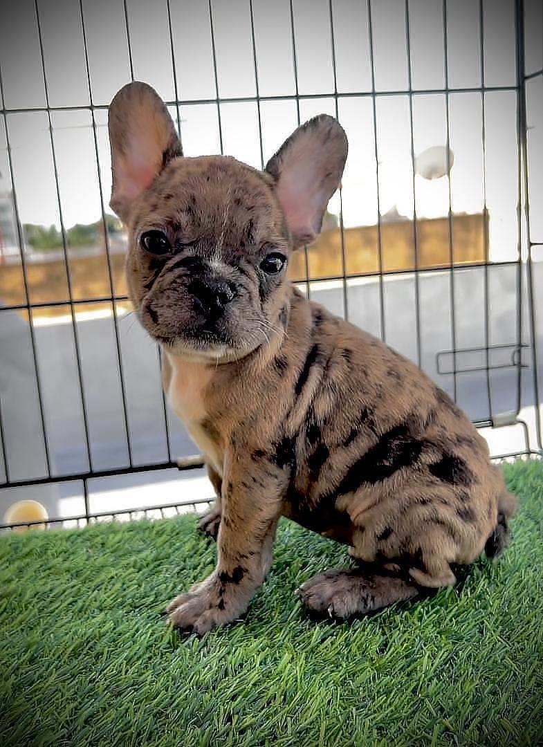 animales y mascotas - Bulldog frances  0