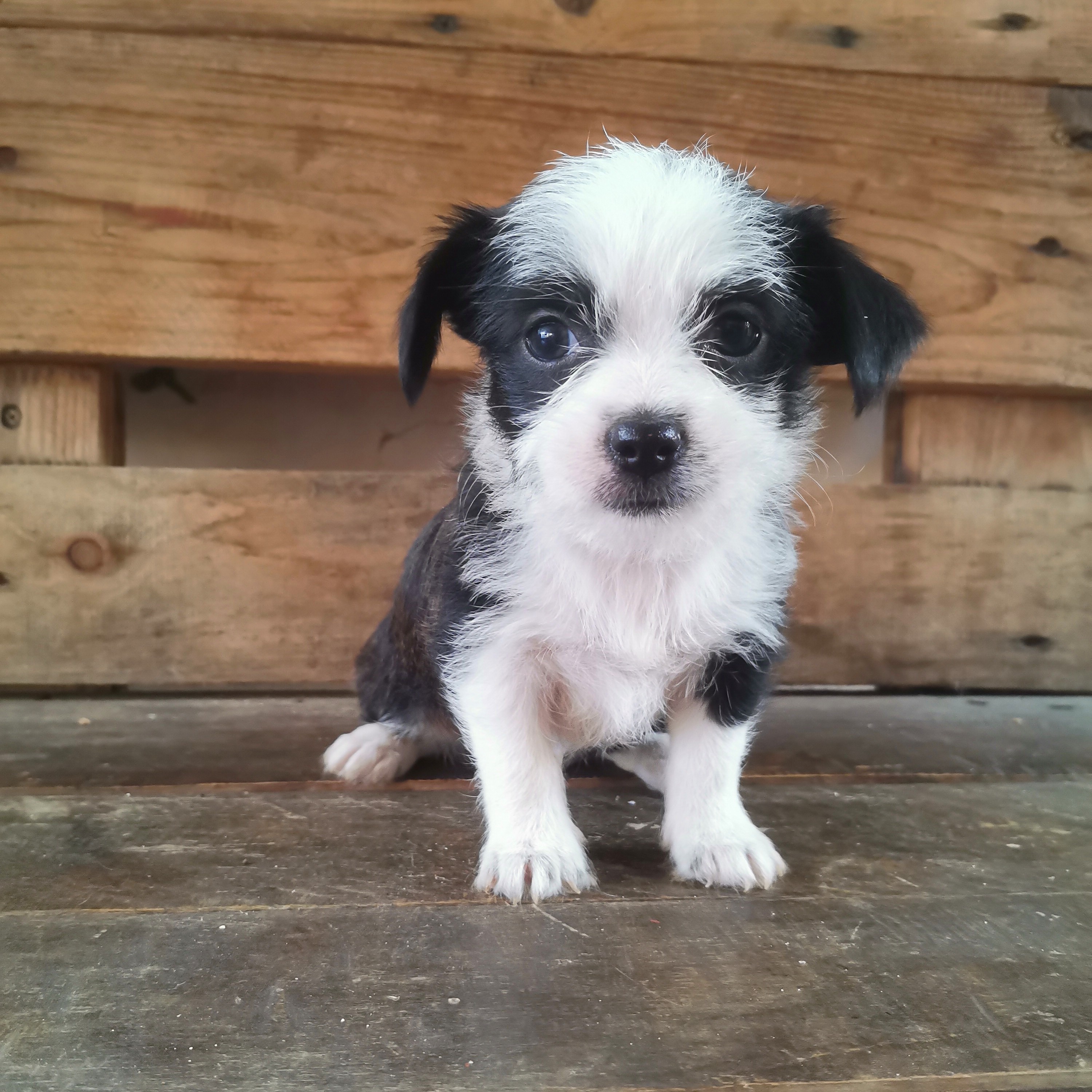 animales y mascotas - Chihuahua mariposa 5,500