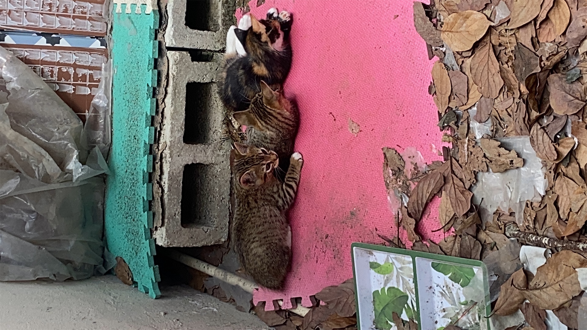 animales y mascotas - Gatitos en adopción 