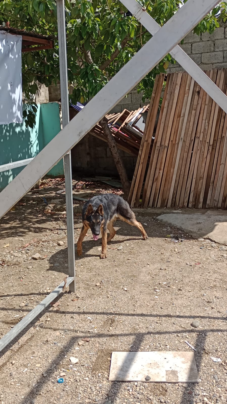 animales y mascotas - cachorros Pastor Alemán  9