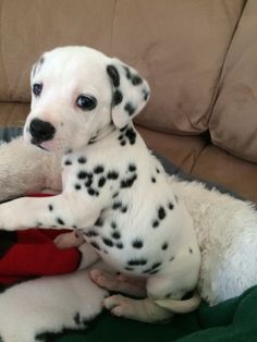 animales y mascotas - Cachorro Dalmata 