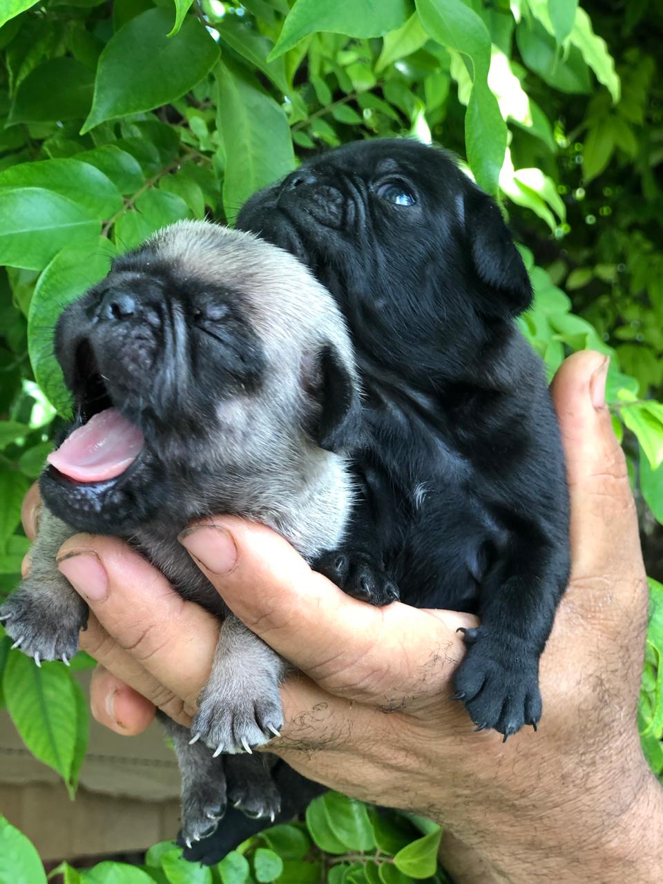 animales y mascotas - Cachorros Pug 0