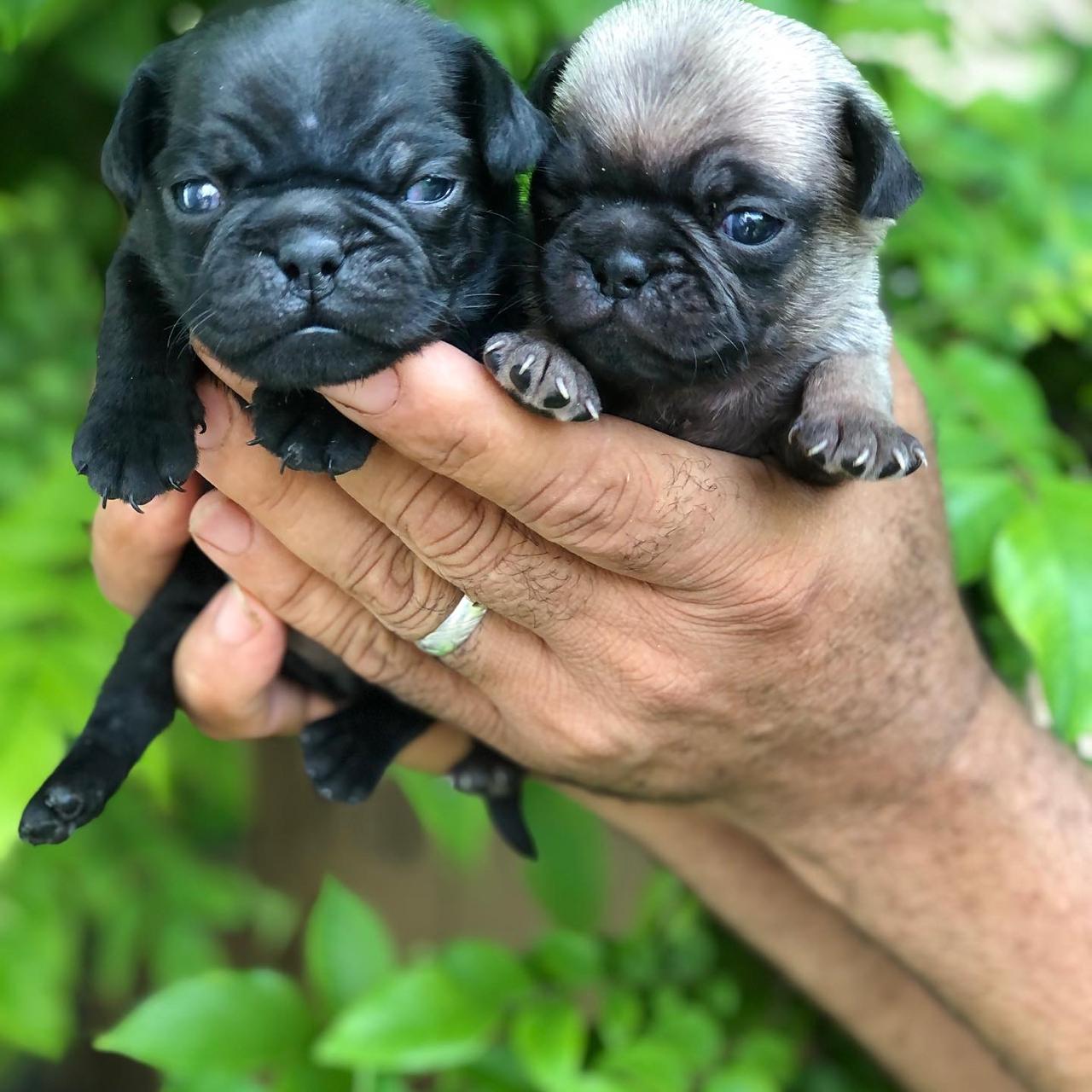 animales y mascotas - Cachorros Pug 1