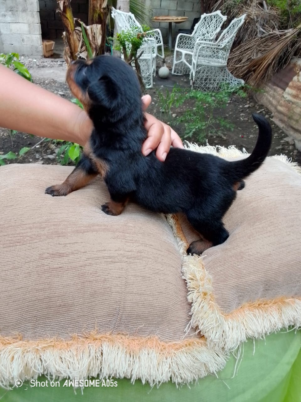 animales y mascotas - Venta de cachorros rottweiler ( puros) 1