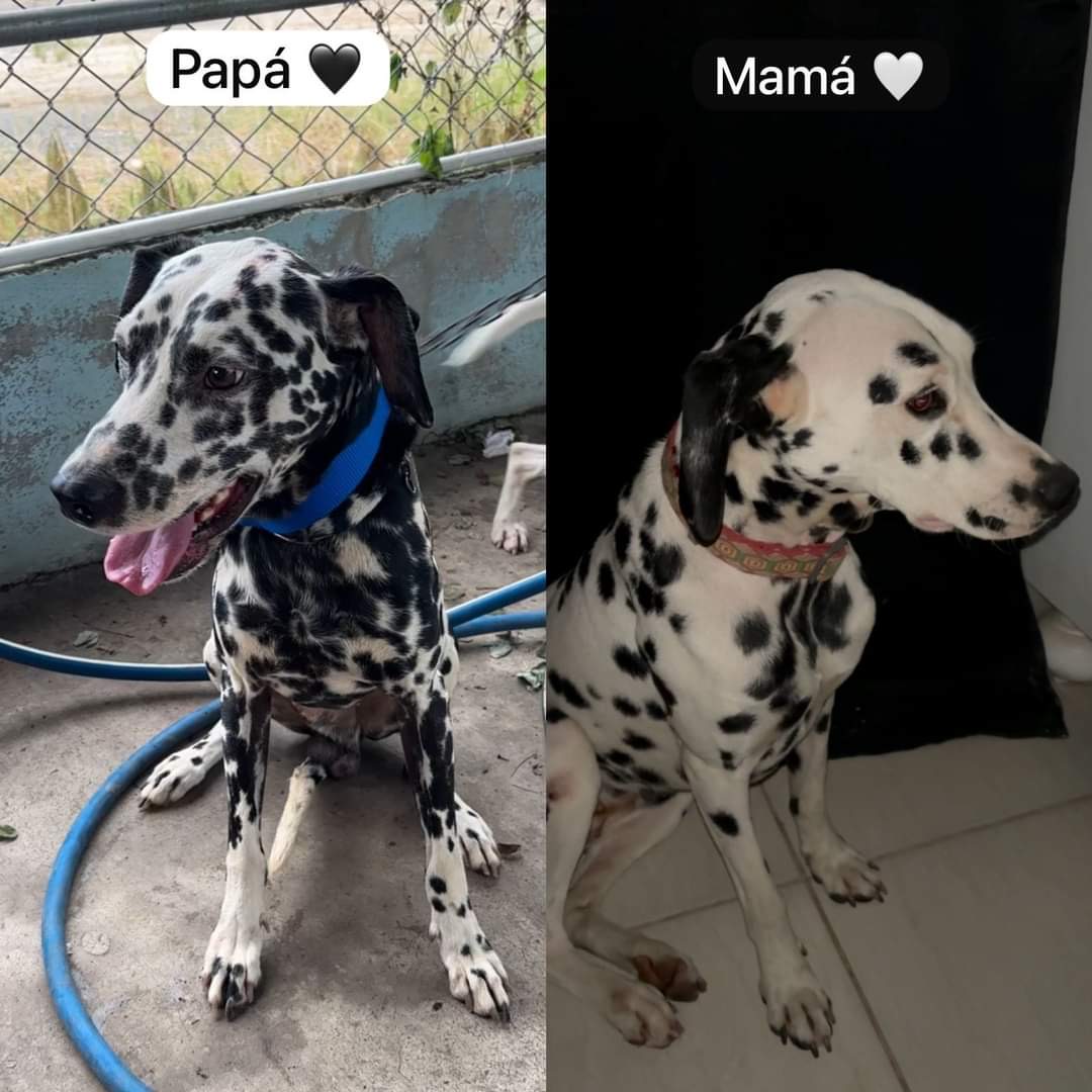 animales y mascotas - Cachorro Dalmata  1