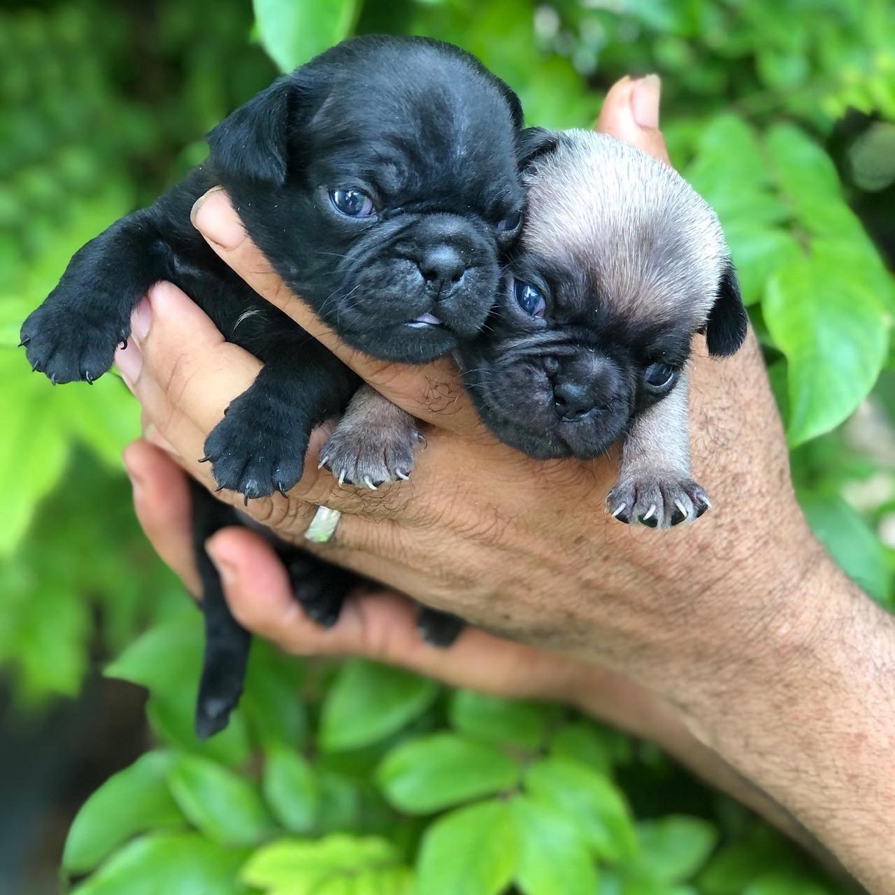 animales y mascotas - Cachorros Pug 2