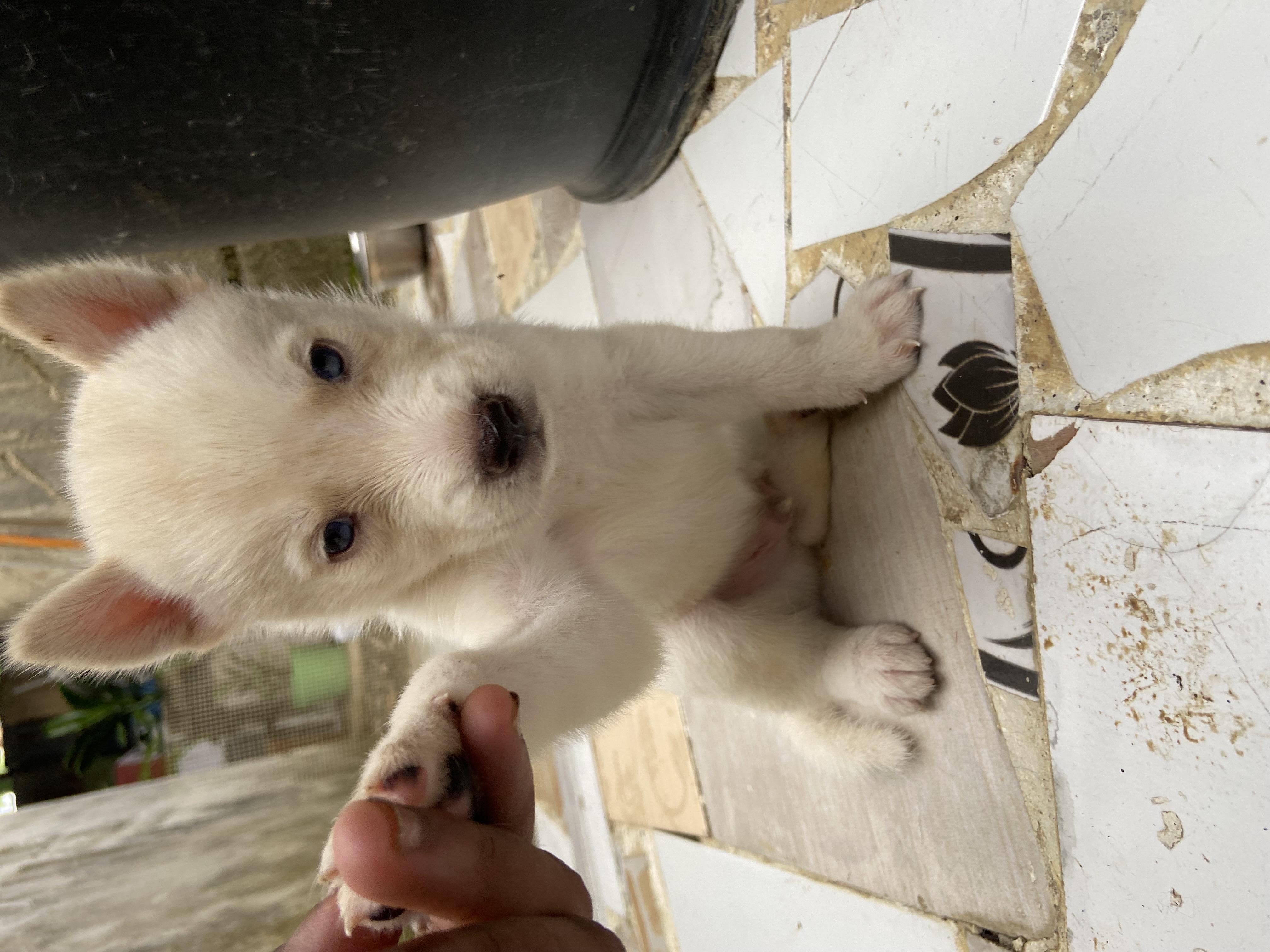 animales y mascotas - husky siberiano  1