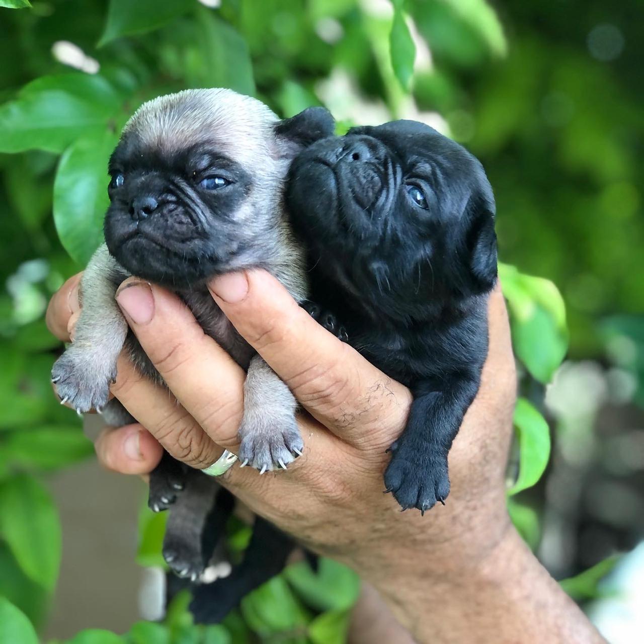 animales y mascotas - Cachorros Pug 3