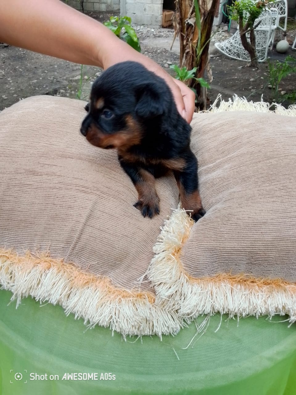 animales y mascotas - Venta de cachorros rottweiler ( puros) 2