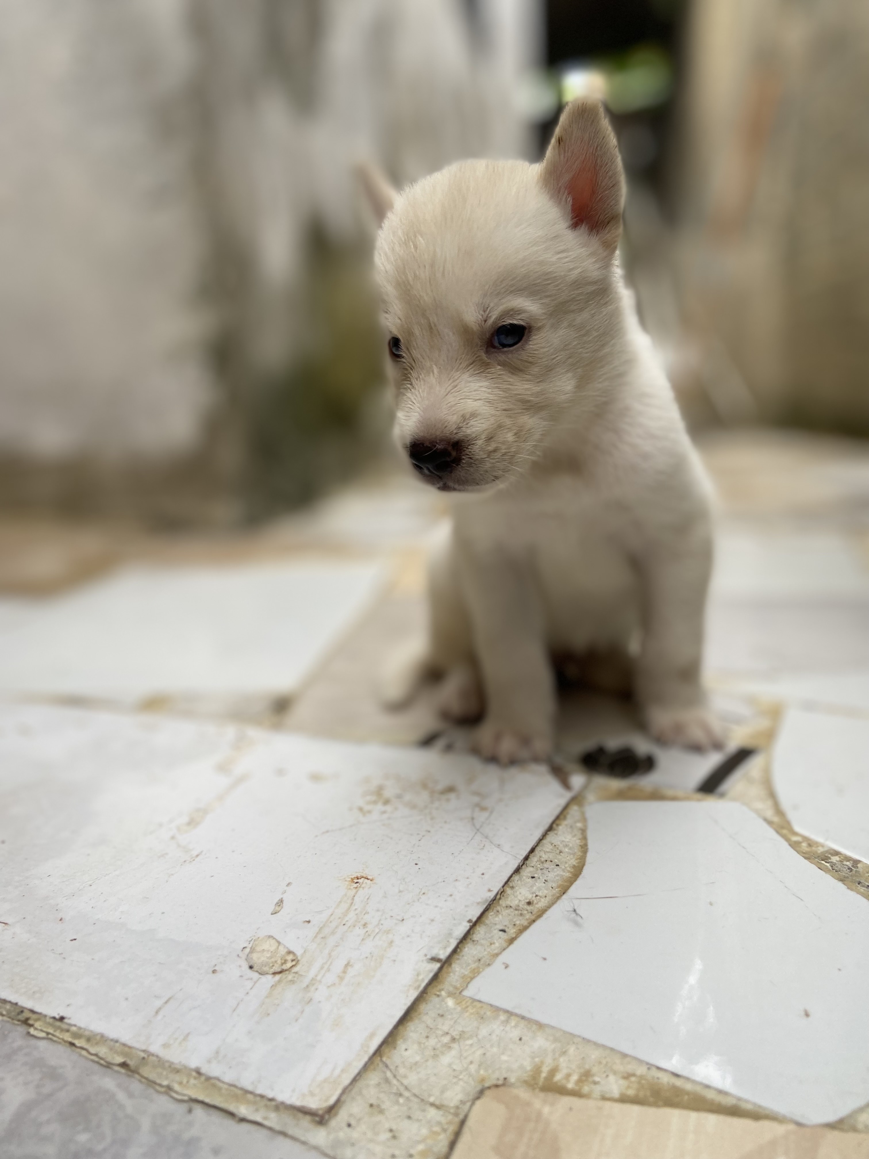 animales y mascotas - husky siberiano  2