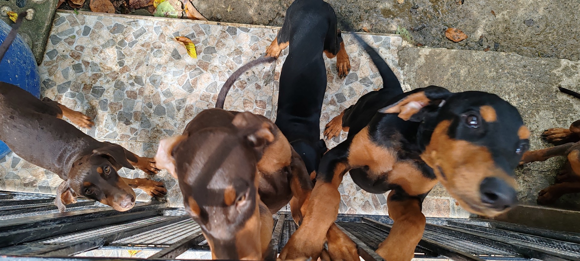 animales y mascotas - Venta de Cachorros Doberman 