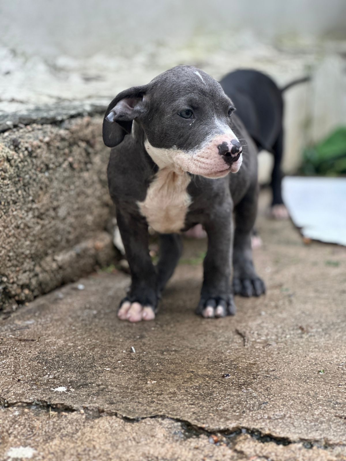 animales y mascotas - Venta Perros Pitbulls 4