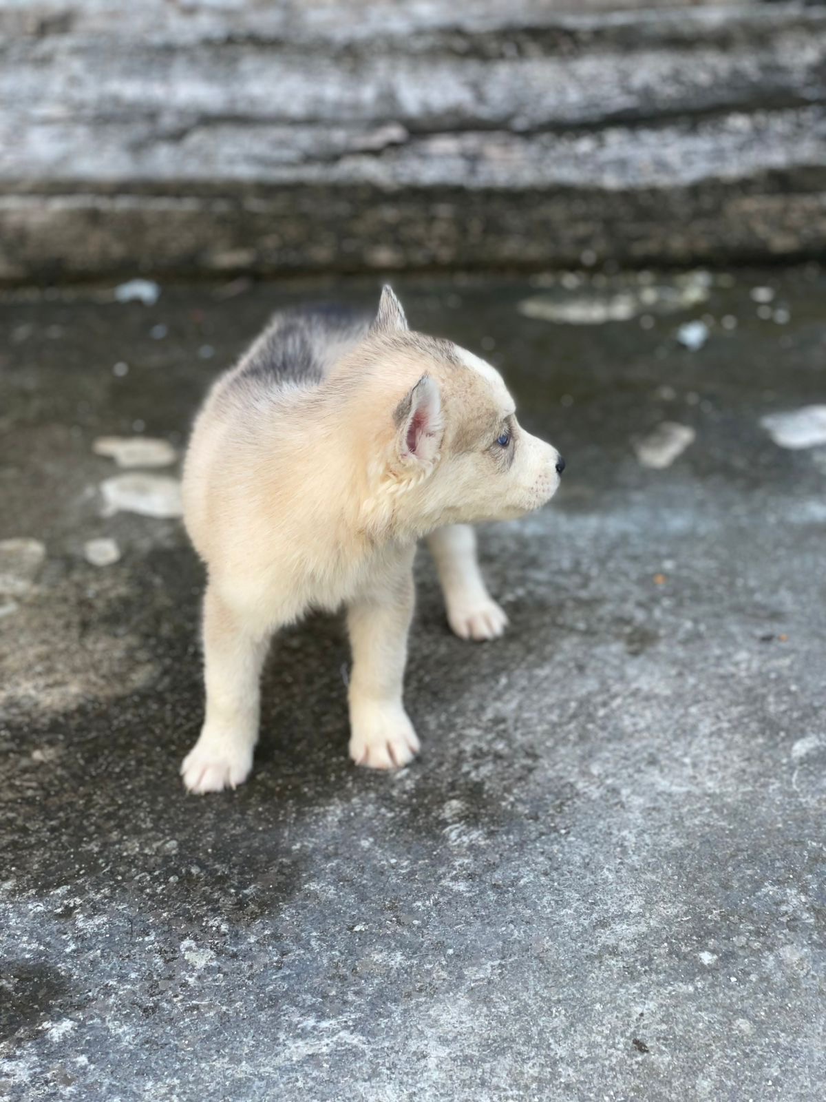 animales y mascotas - husky siberiano  2