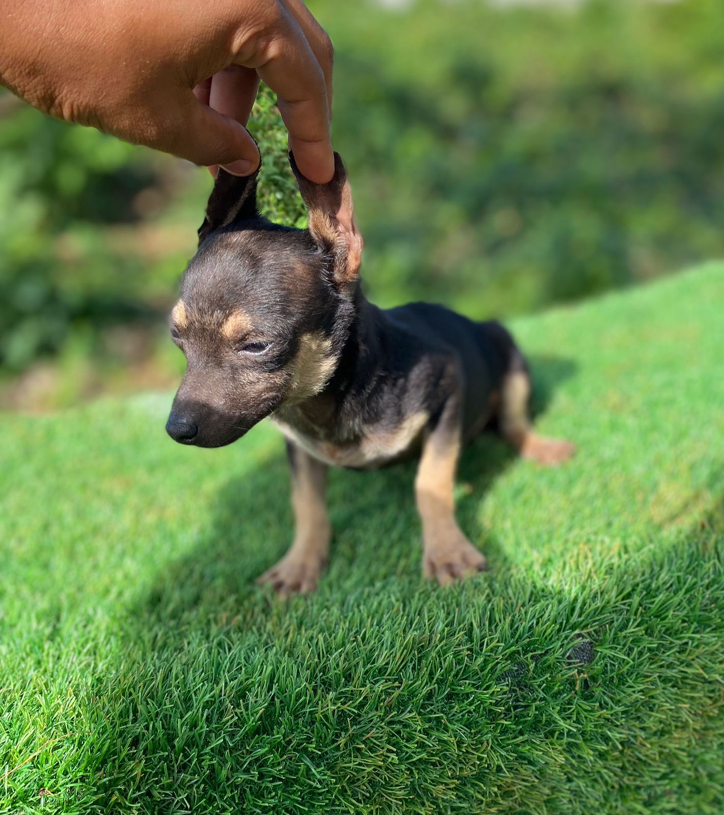 animales y mascotas - hermosos cachorritos de chihuahua ambos sexo disponibles  2