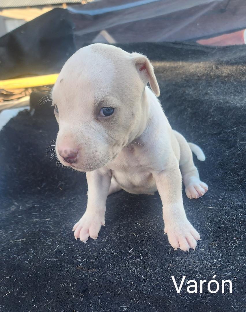 animales y mascotas - Cachorros perros pitbull blue  3