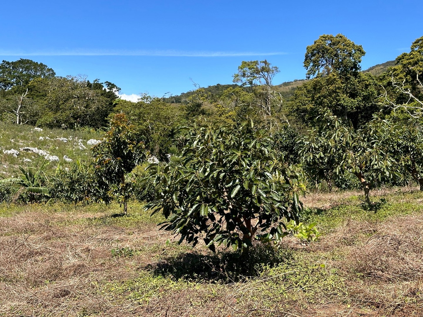 solares y terrenos - Vendo Oportunidad Finca De 132 Tareas Sembrada De Aguacate, Café y Guineos en Ba 5