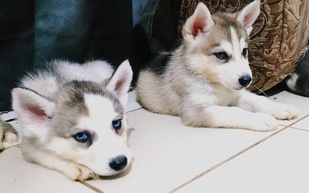 animales y mascotas - Husky siberianos en venta 5mil