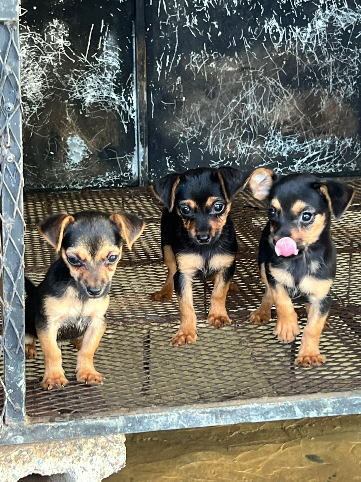 animales y mascotas - hermosos cachorritos de chihuahua ambos sexo disponibles 