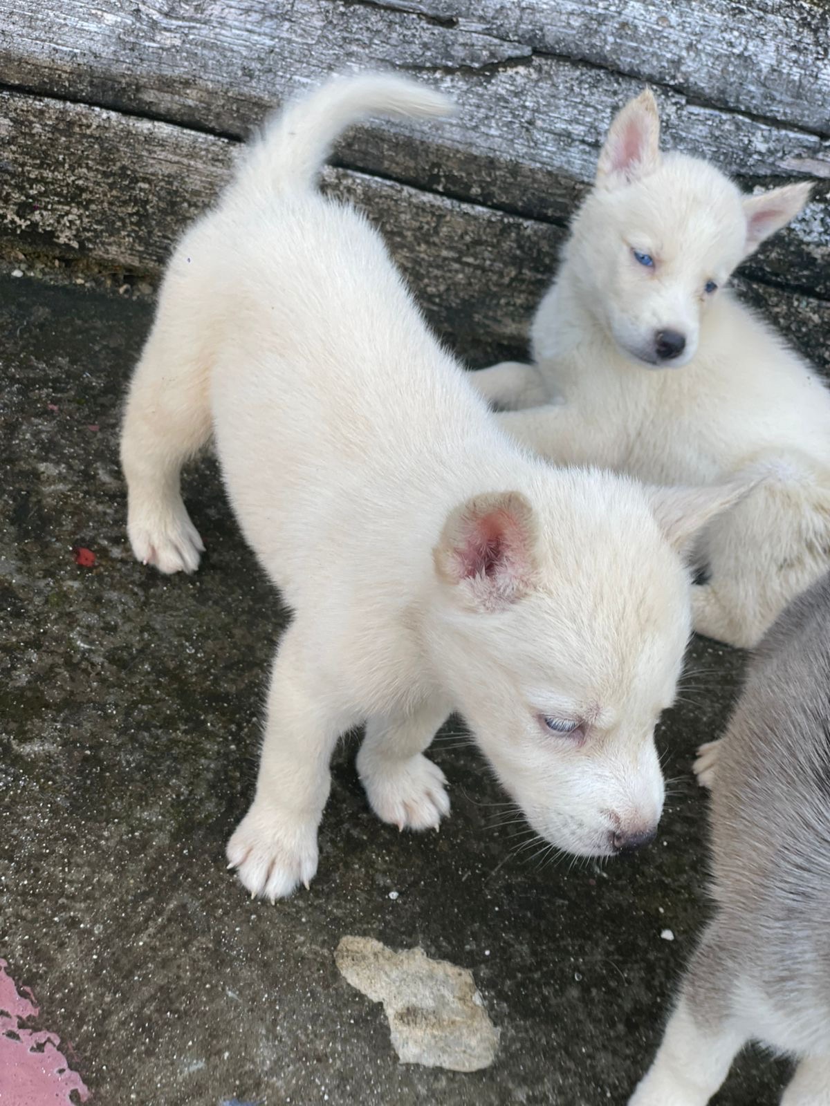 animales y mascotas - husky siberiano 