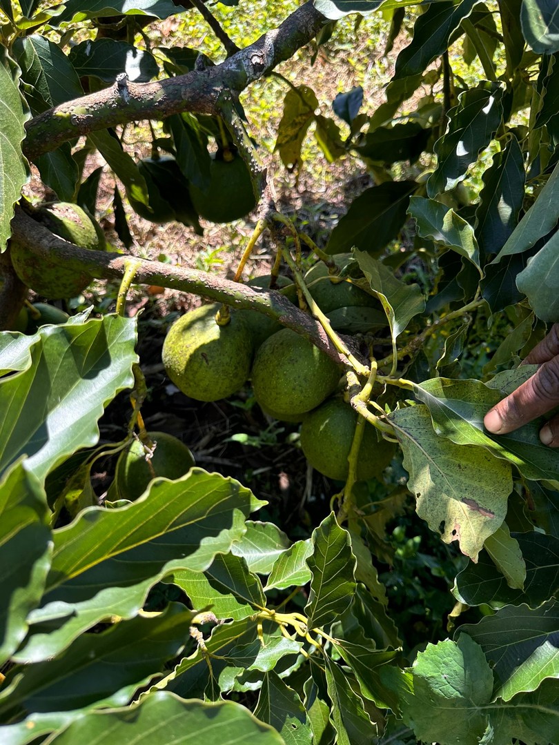 solares y terrenos - Vendo Oportunidad Finca De 132 Tareas Sembrada De Aguacate, Café y Guineos en Ba 6