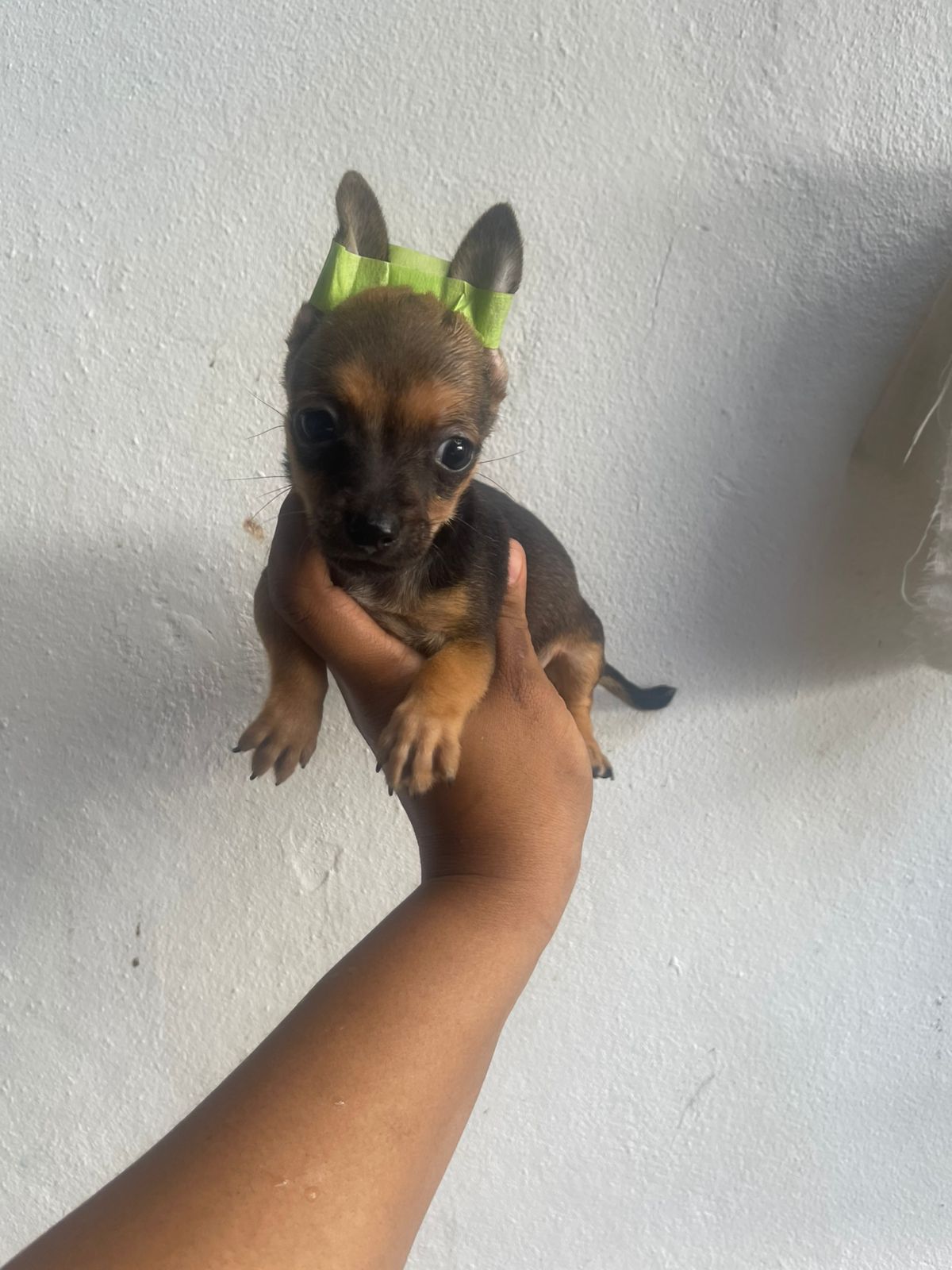 animales y mascotas - hermosos cachorritos de chihuahua ambos sexo disponibles  1