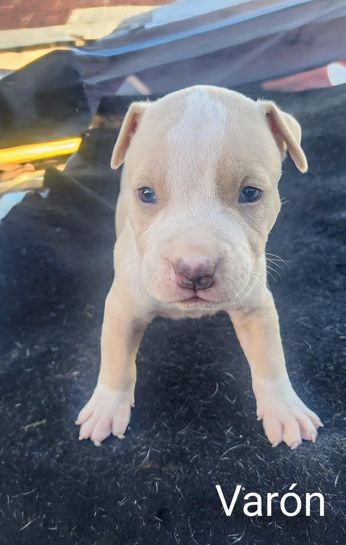 animales y mascotas - Cachorros perros pitbull blue  2