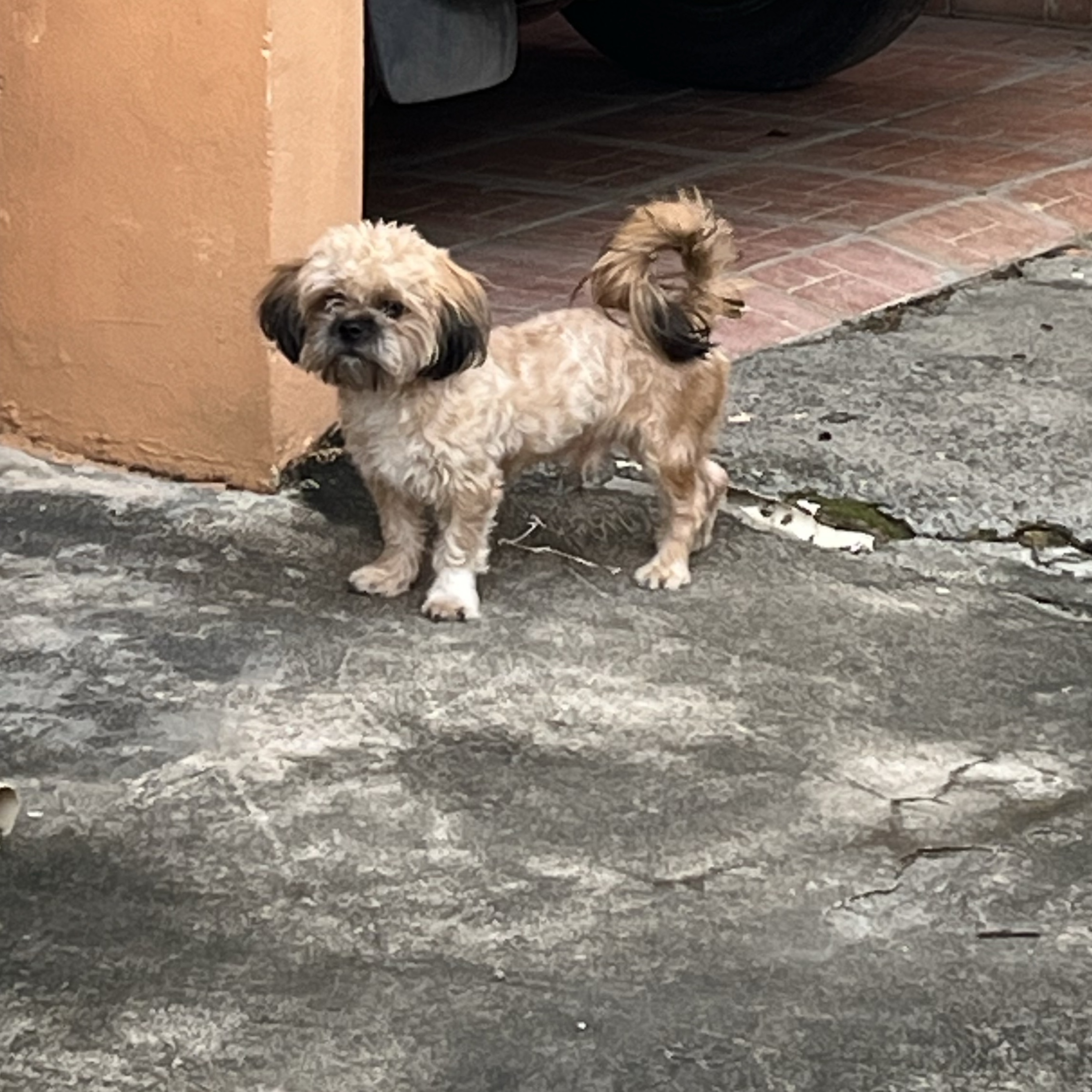 animales y mascotas - Shih tzu con 2 años