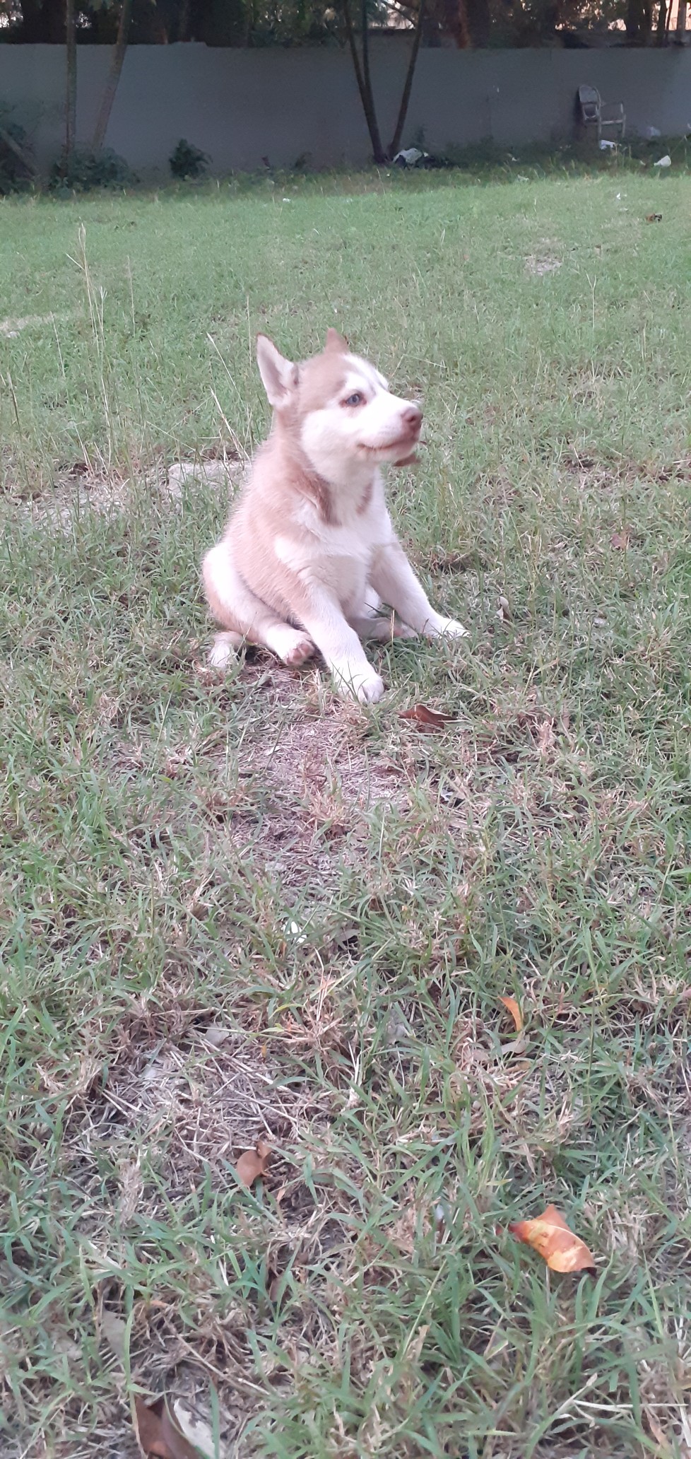 animales y mascotas - Casa Del Husky