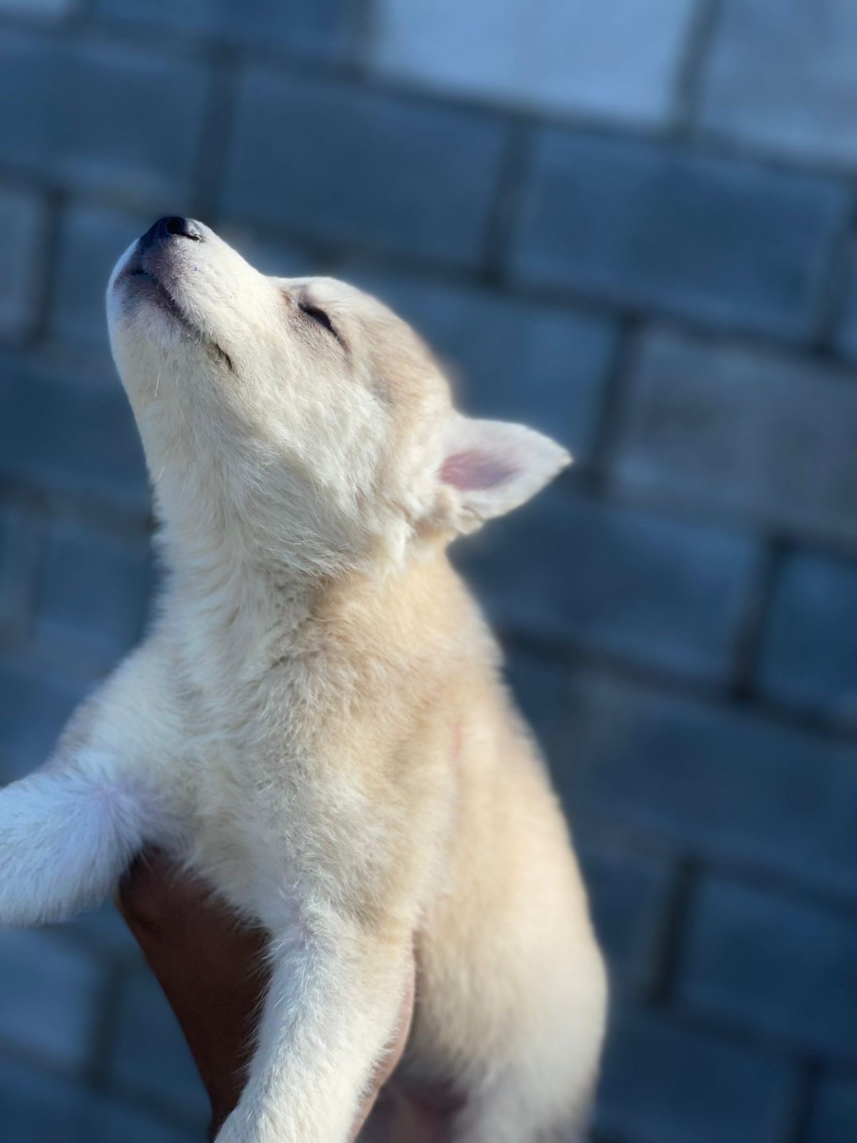 animales y mascotas - husky siberiano  1