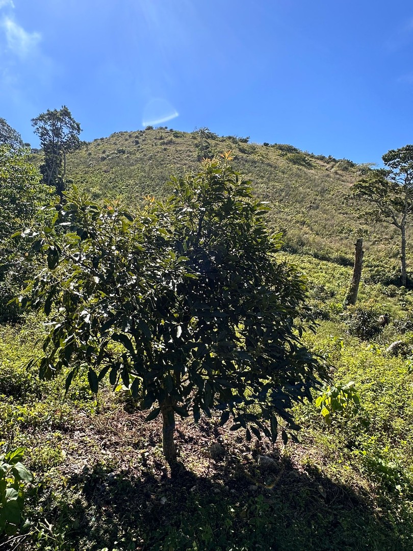 solares y terrenos - Vendo Oportunidad Finca De 132 Tareas Sembrada De Aguacate, Café y Guineos en Ba 7