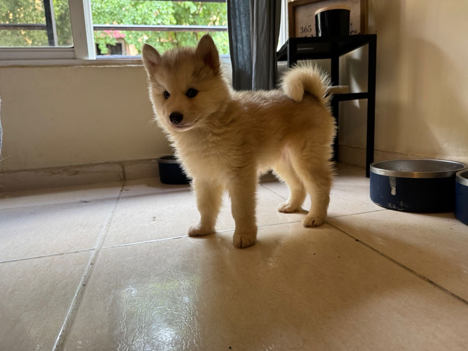 animales y mascotas - Husky Wooly 