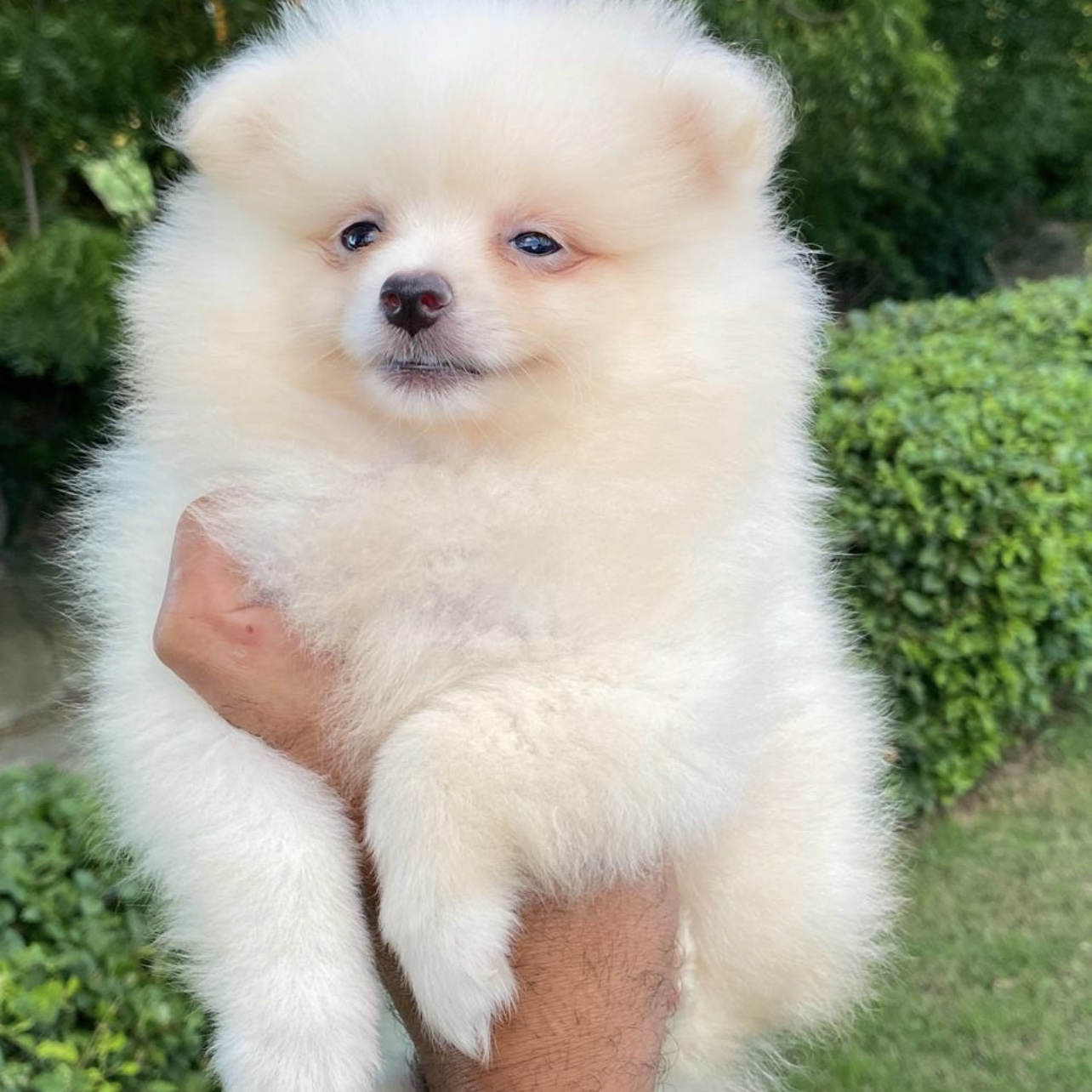 animales y mascotas - Pomerania cachorros  0