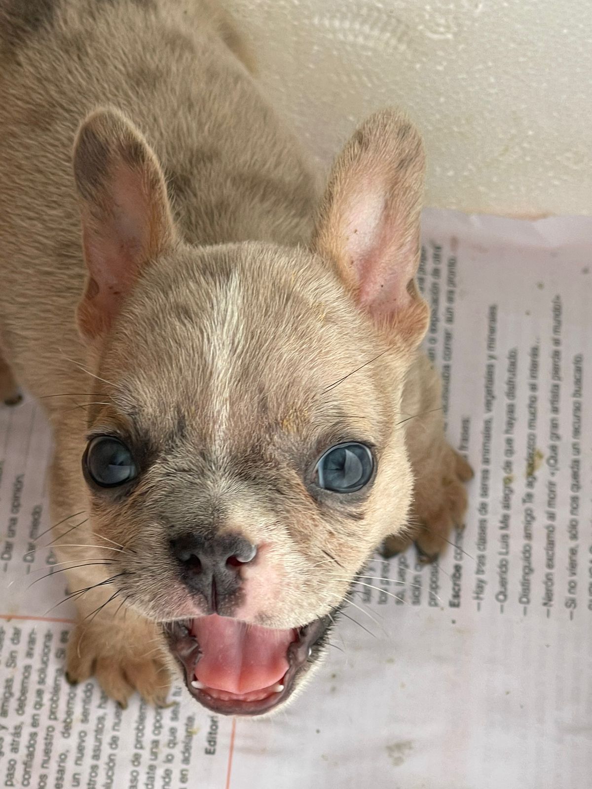 animales y mascotas - hermosos cachorritos se buldog francés  3