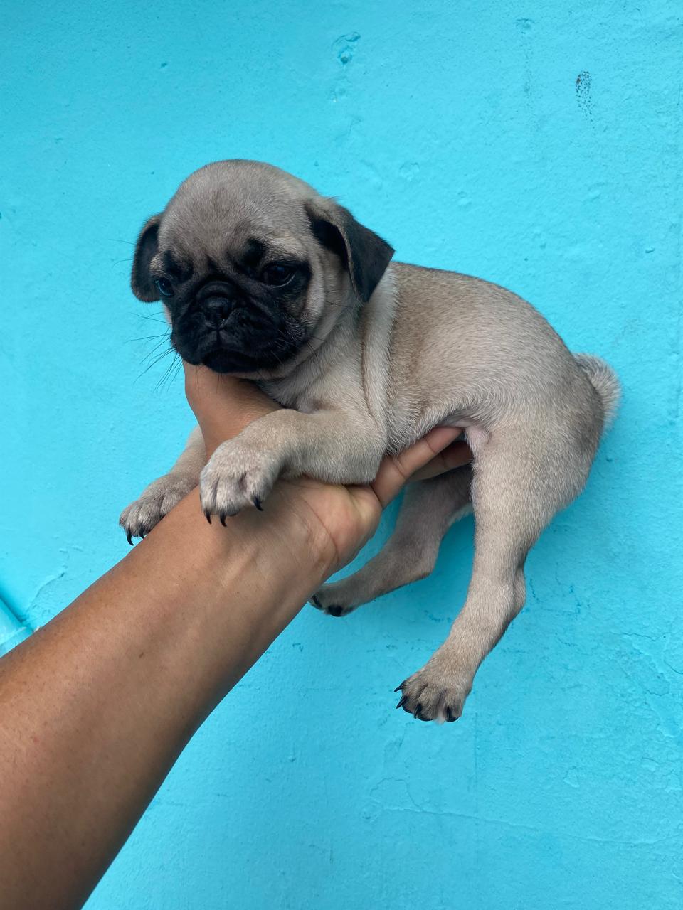 animales y mascotas - hermosos cachorritos Pug ambos sexo 2