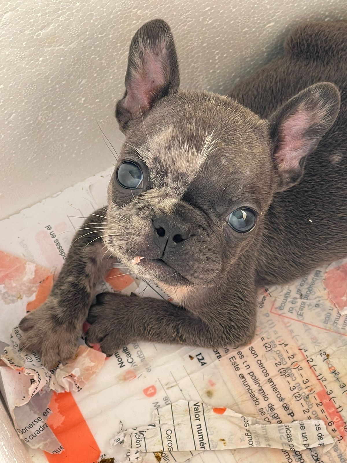 animales y mascotas - hermosos cachorritos se buldog francés 