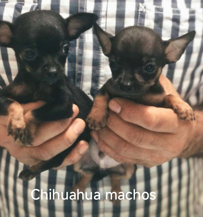 animales y mascotas - Chihuahua ambos sexos 1