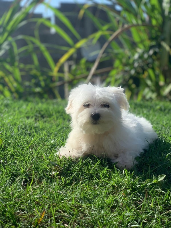 animales y mascotas - Bichon maltes, hembras y machos 4