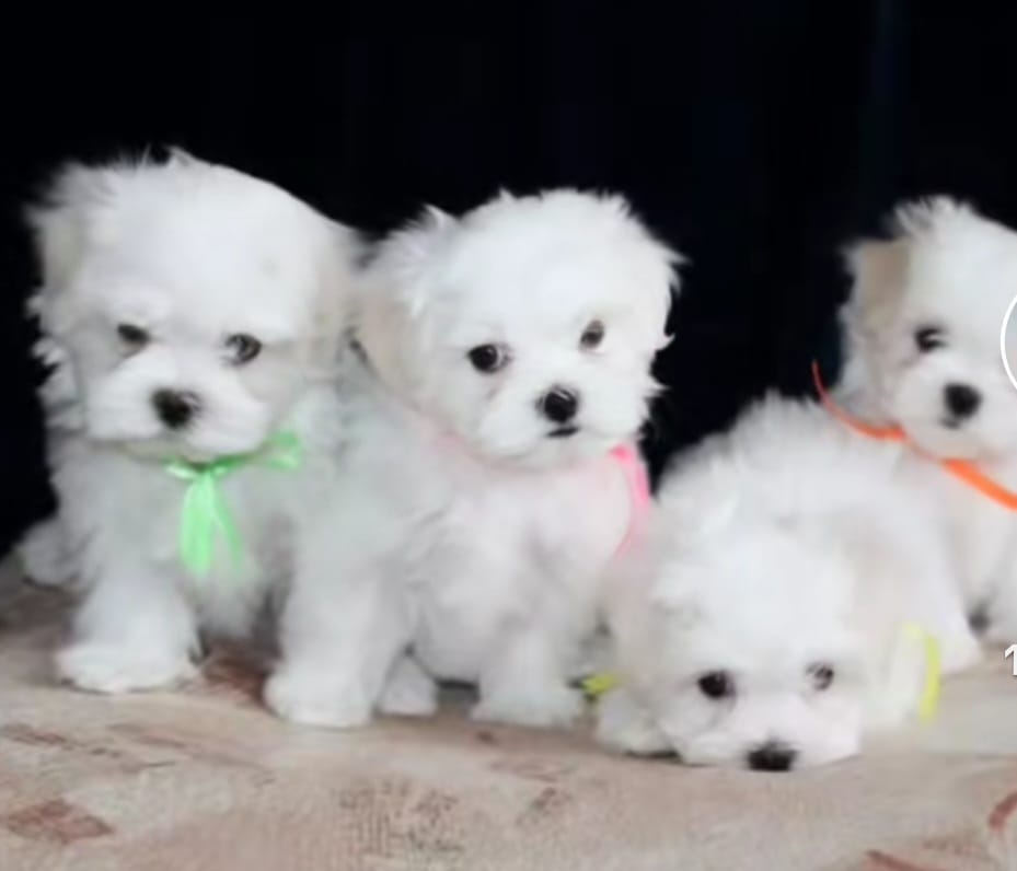 animales y mascotas - CACHORROS MALTIPOO DISPONIBLES  7