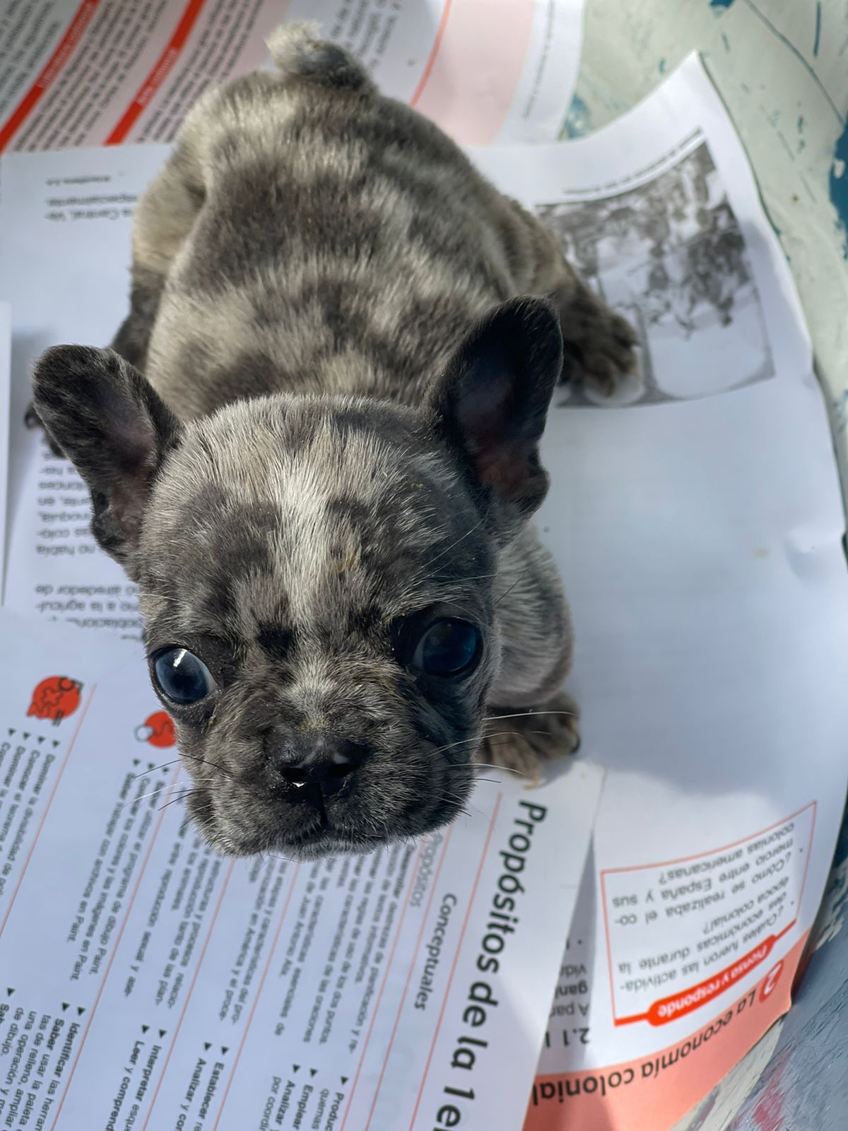 animales y mascotas - hermosos cachorritos se buldog francés  1