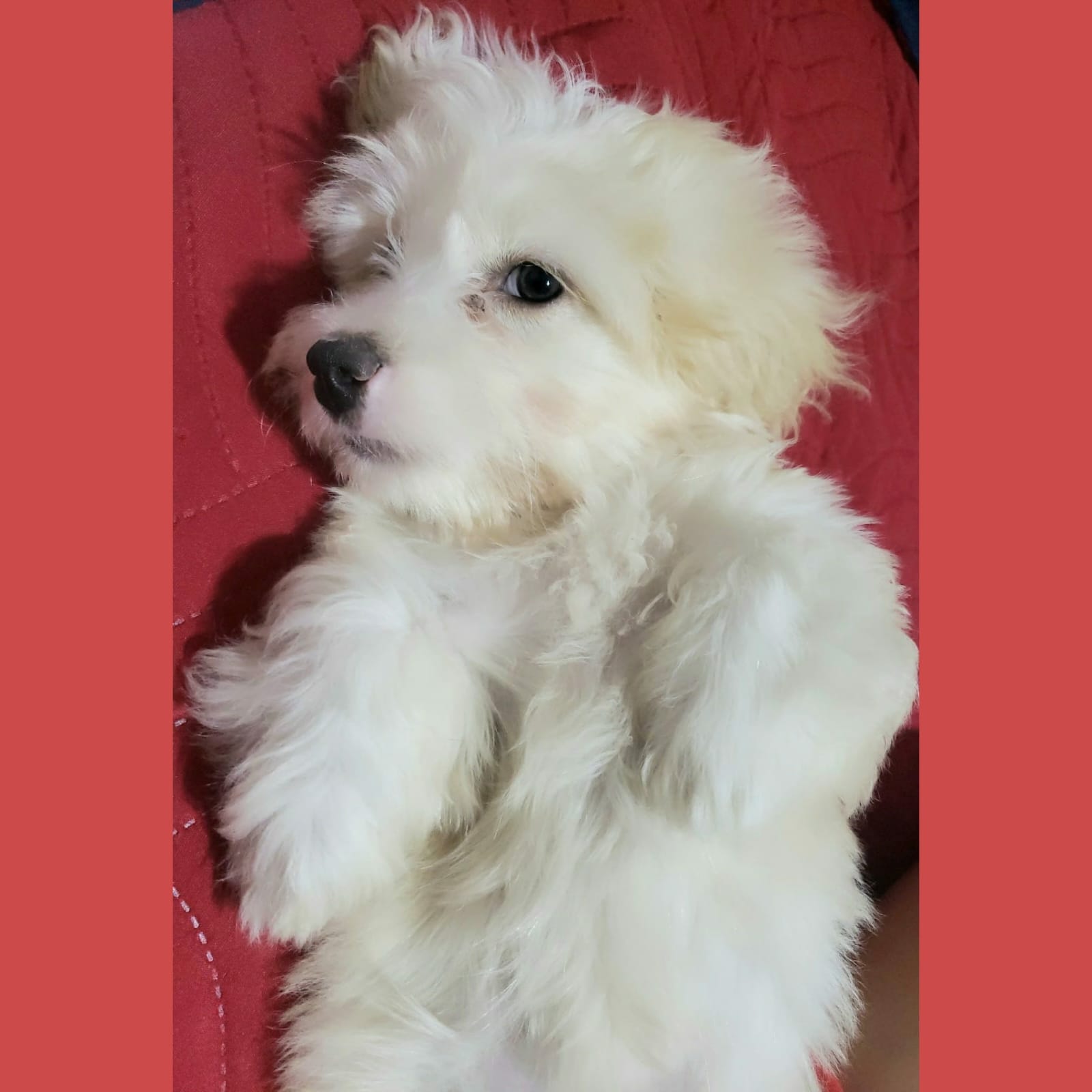 animales y mascotas - CACHORROS MALTIPOO DISPONIBLES  8