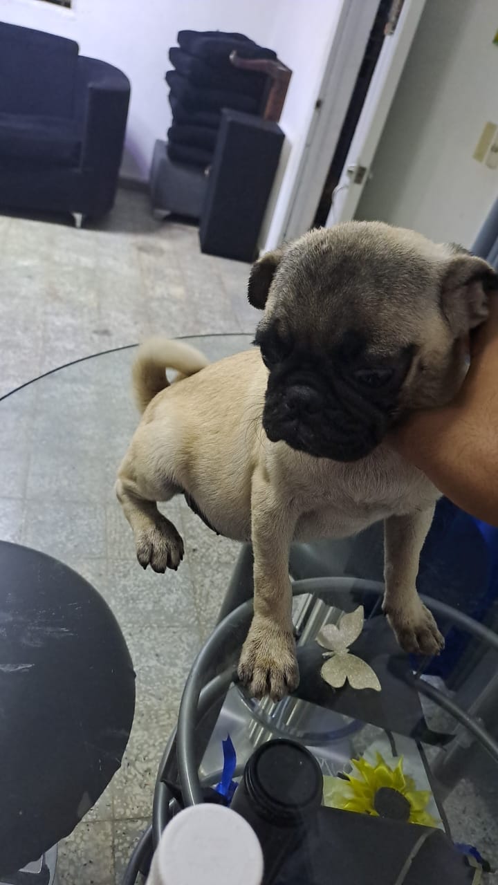 animales y mascotas - hermosos cachorritos Pug ambos sexo 4