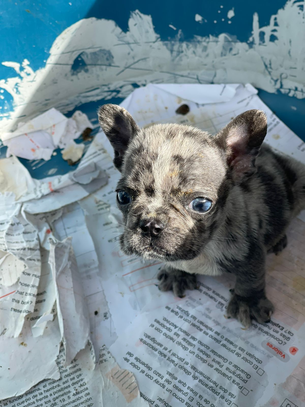 animales y mascotas - hermosos cachorritos se buldog francés  2