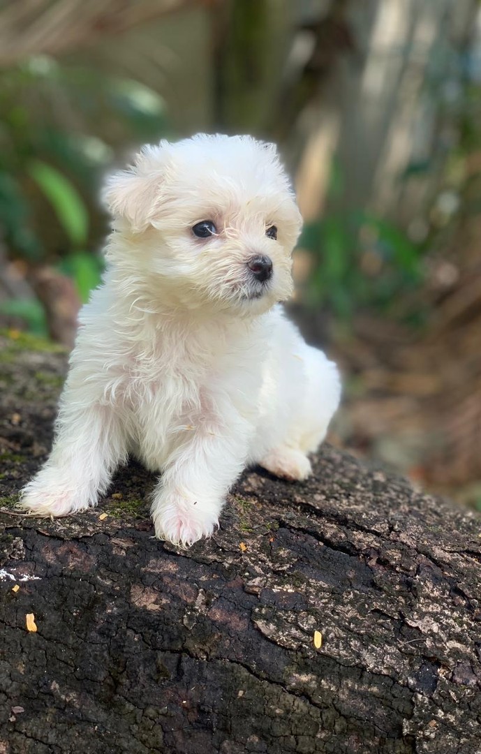 animales y mascotas - Bichon maltes, hembras y machos 7