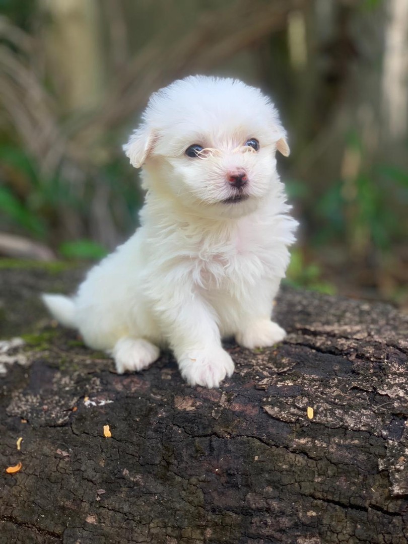 animales y mascotas - Bichon maltes, hembras y machos 8