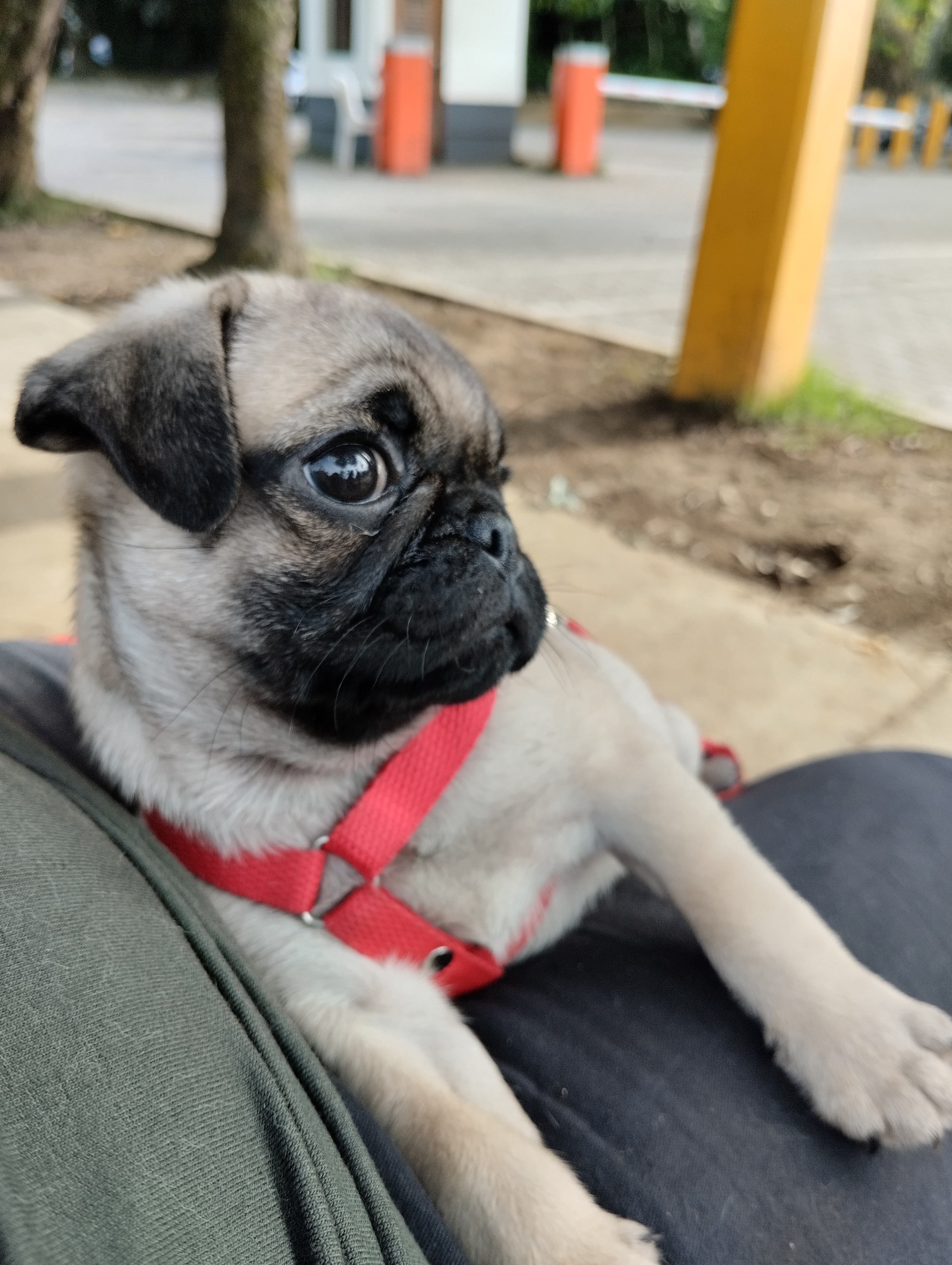 animales y mascotas - Perros Pug