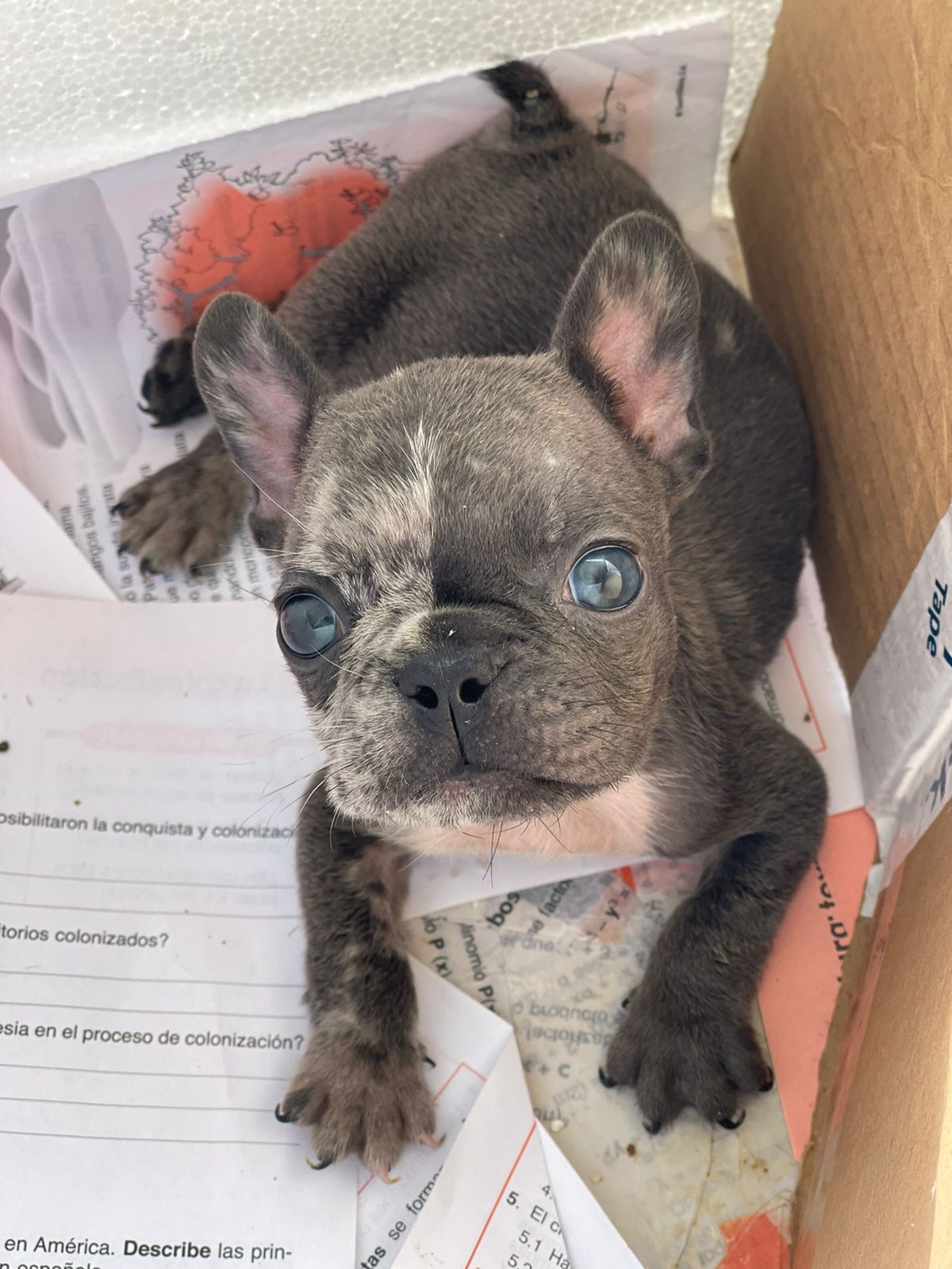 animales y mascotas - hermosos cachorritos se buldog francés  5