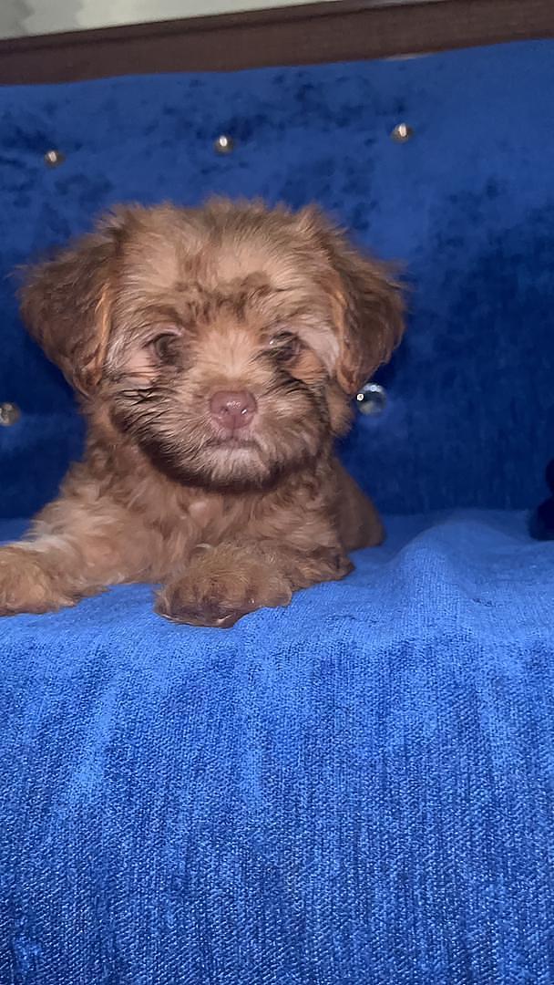 animales y mascotas - MALTIPOO HEMBRA 