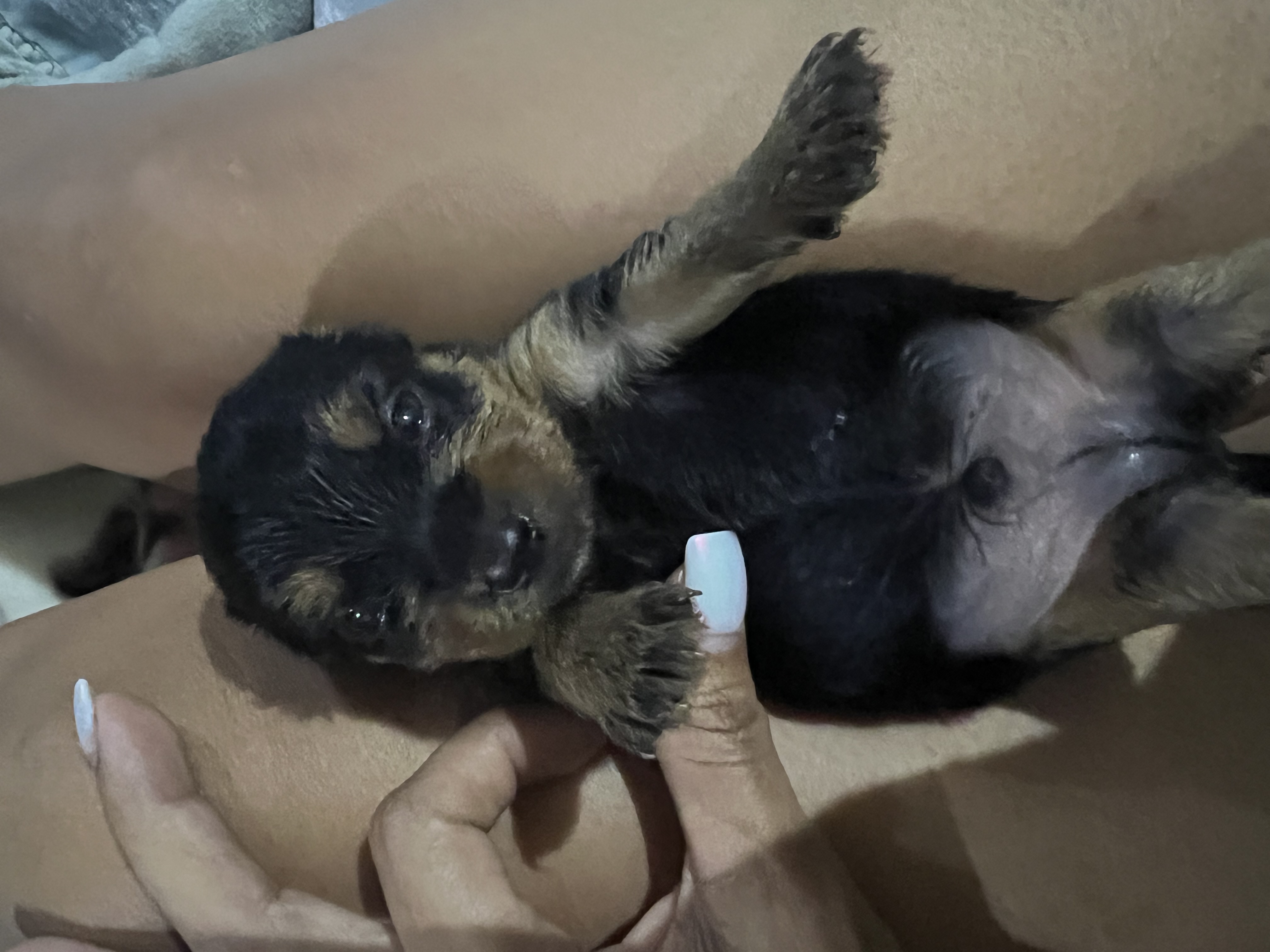 animales y mascotas - Yorki pequeños 