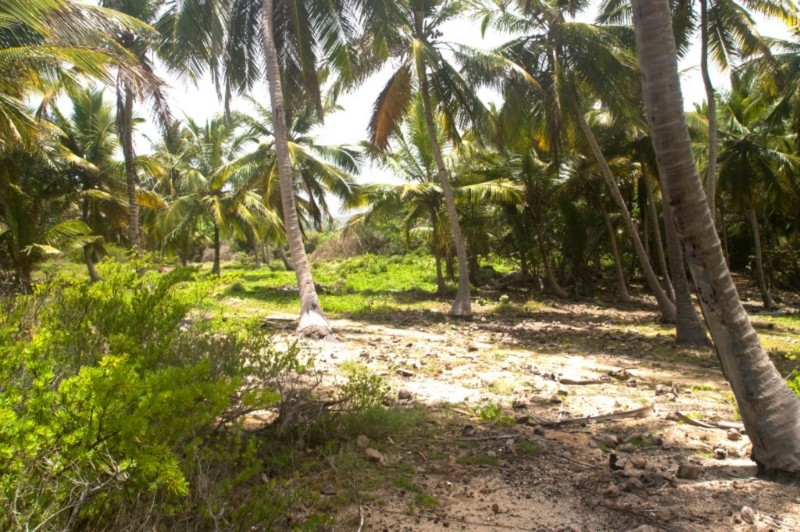 solares y terrenos - Frente Al Mar Talanguera El Frances, Las Galeras/Samana 5